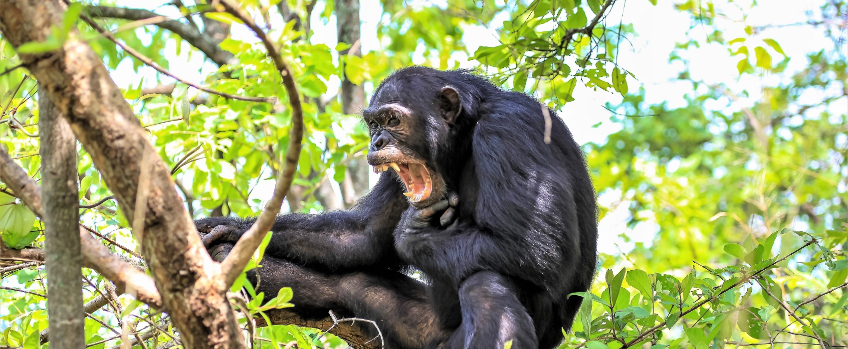 yawning-chimp