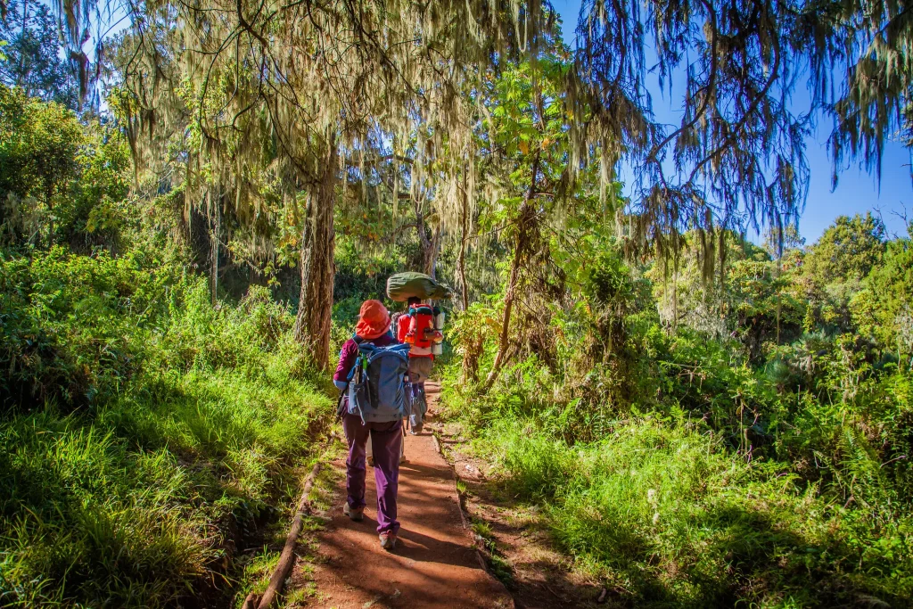 8 Days Kilimanjaro Trekking via Lemosho Route With Crater Overnight