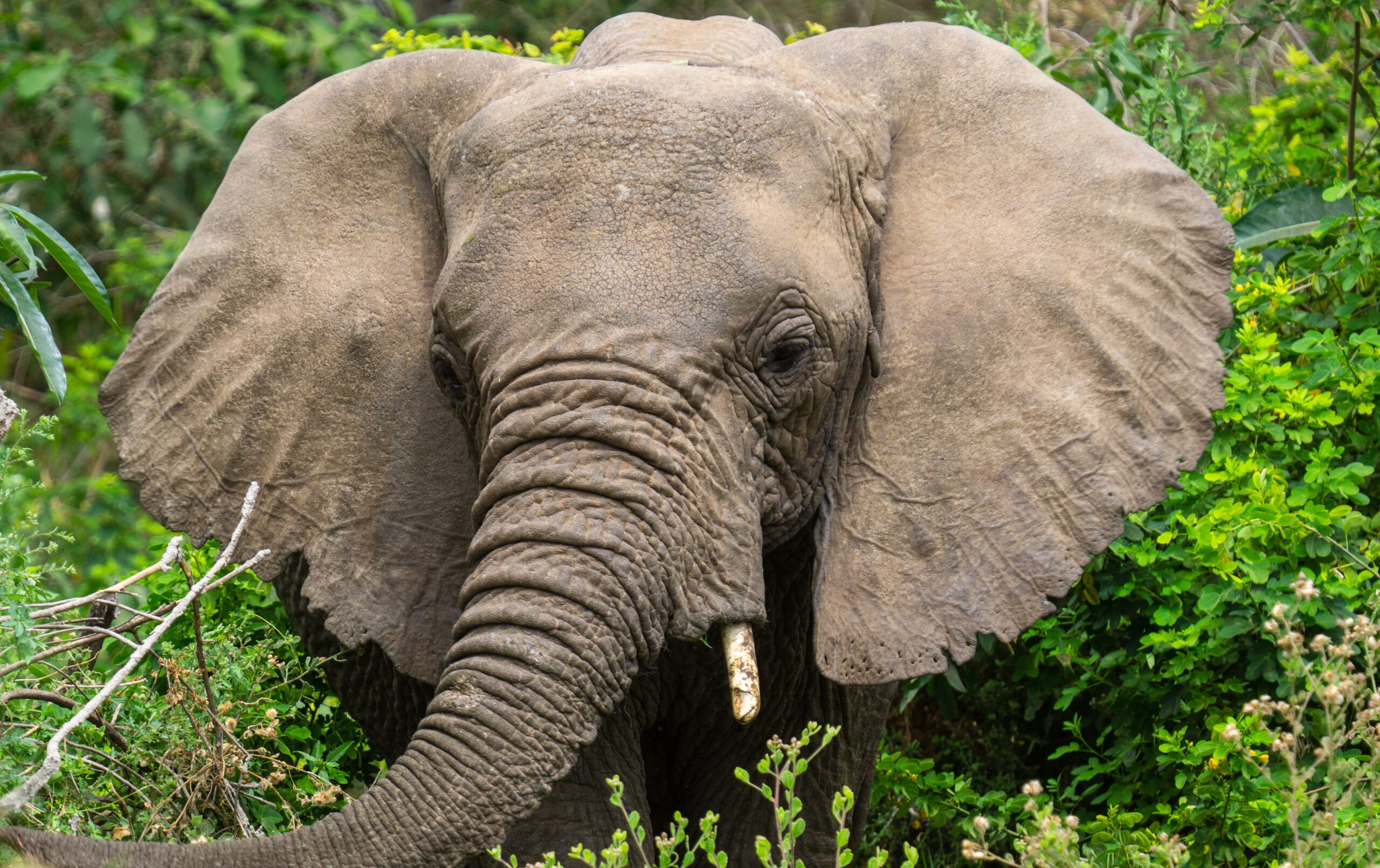 Tarangire National Park