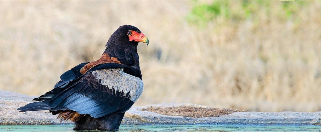 Bateleur-eagle-during-birdwatching-safari-in-Africa