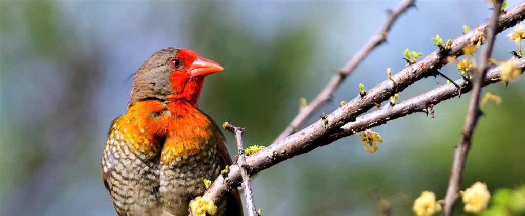 green-winged-pytilia-during-Tanzania-birdwatching-safari