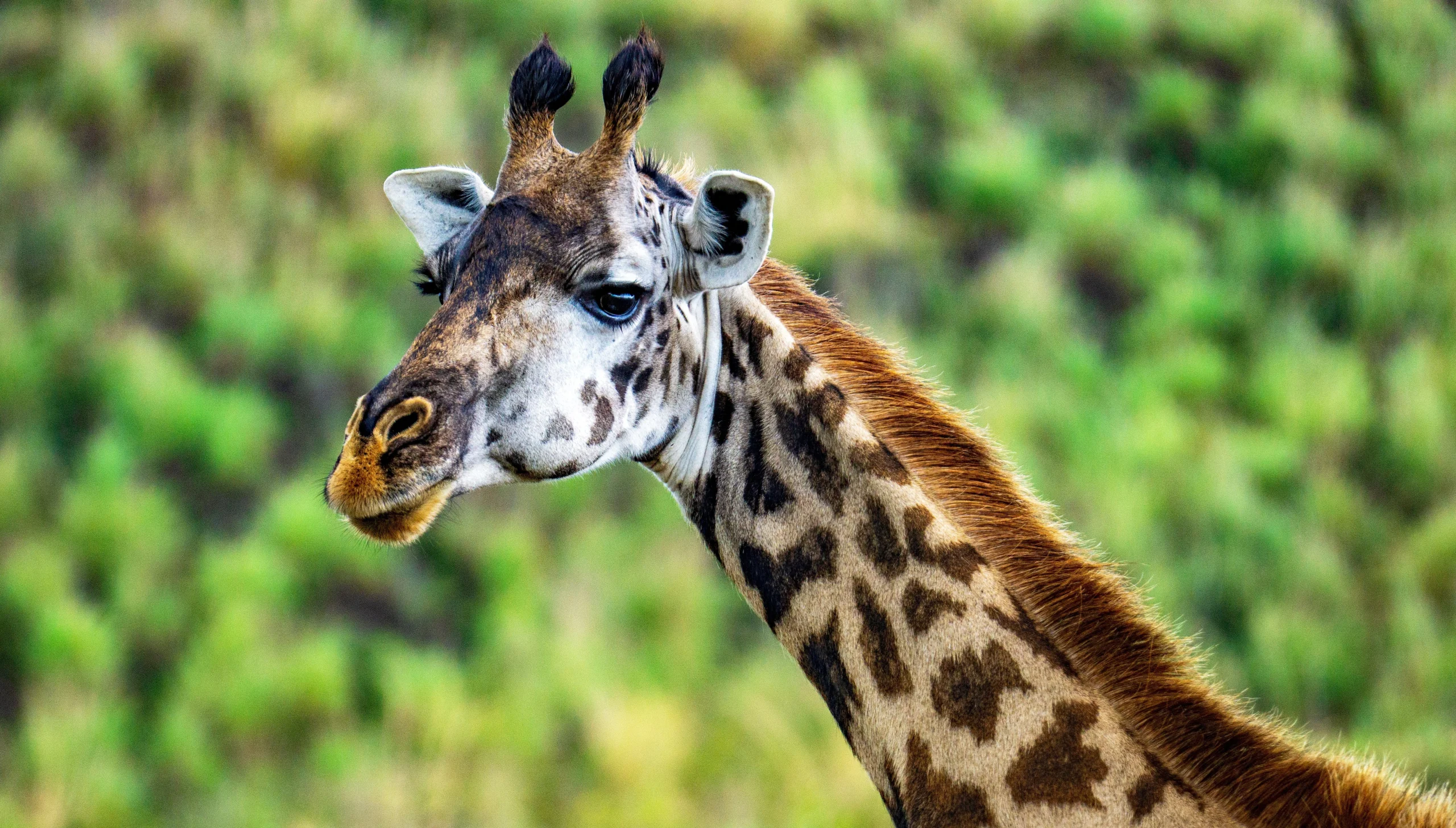 Lake Manyara National Park