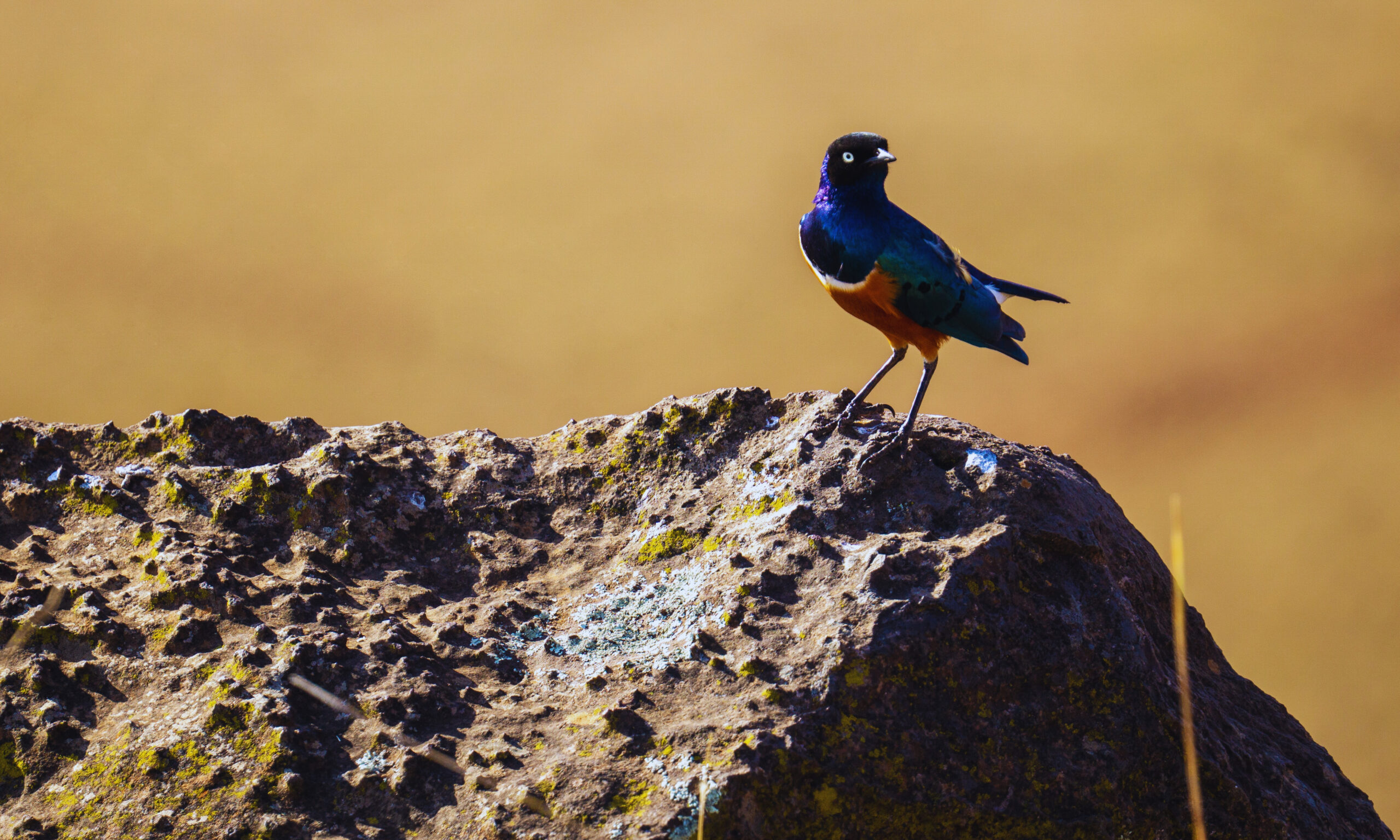 Birds Experience Safaris | 2025 & 2026