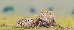 Tanzania family safaris | 2025 & 2026