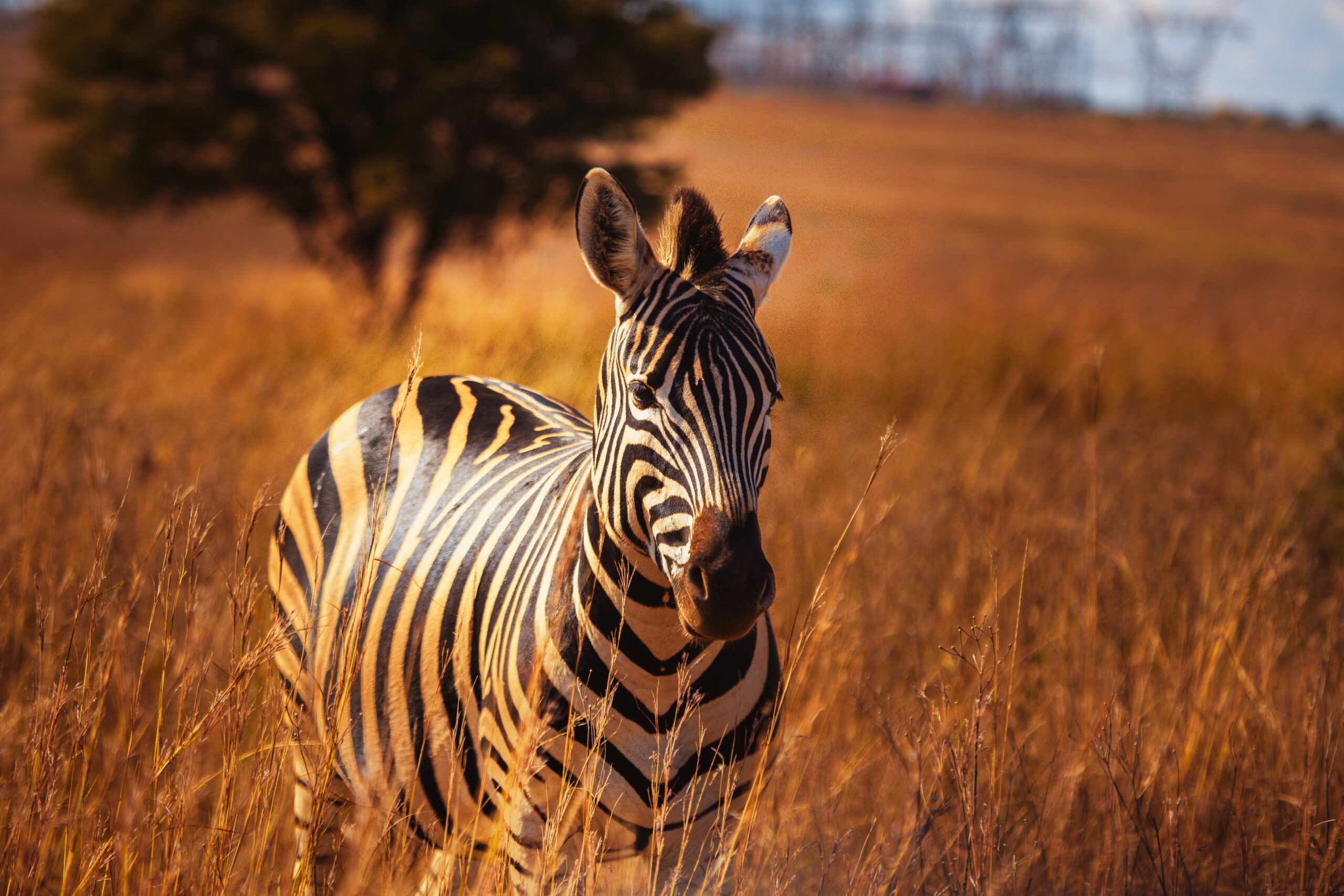 Tanzania luxury Safari Tours | 2025 | 2026