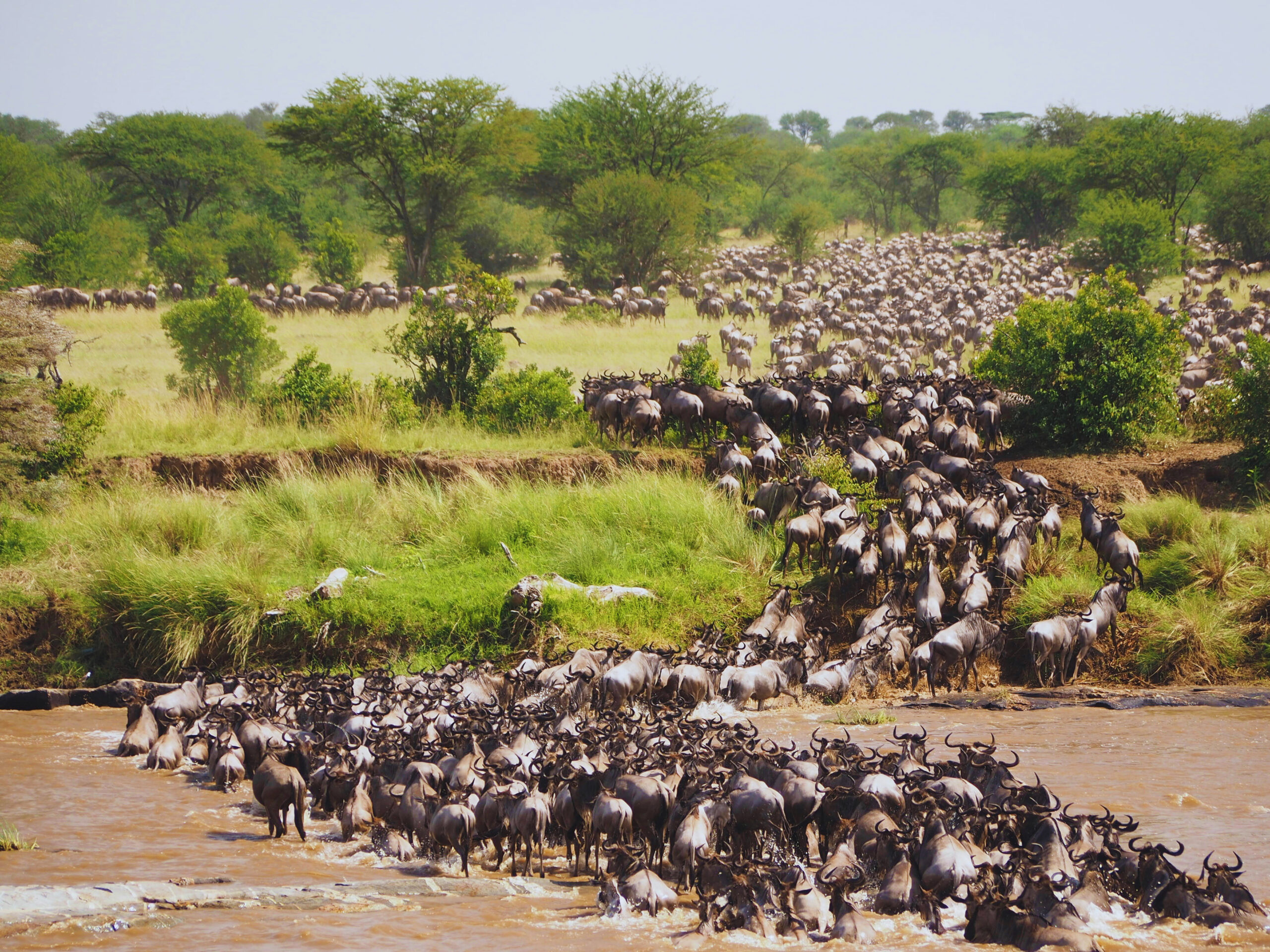8 Days Wildebeest Migration Safaris | 2025 & 2026