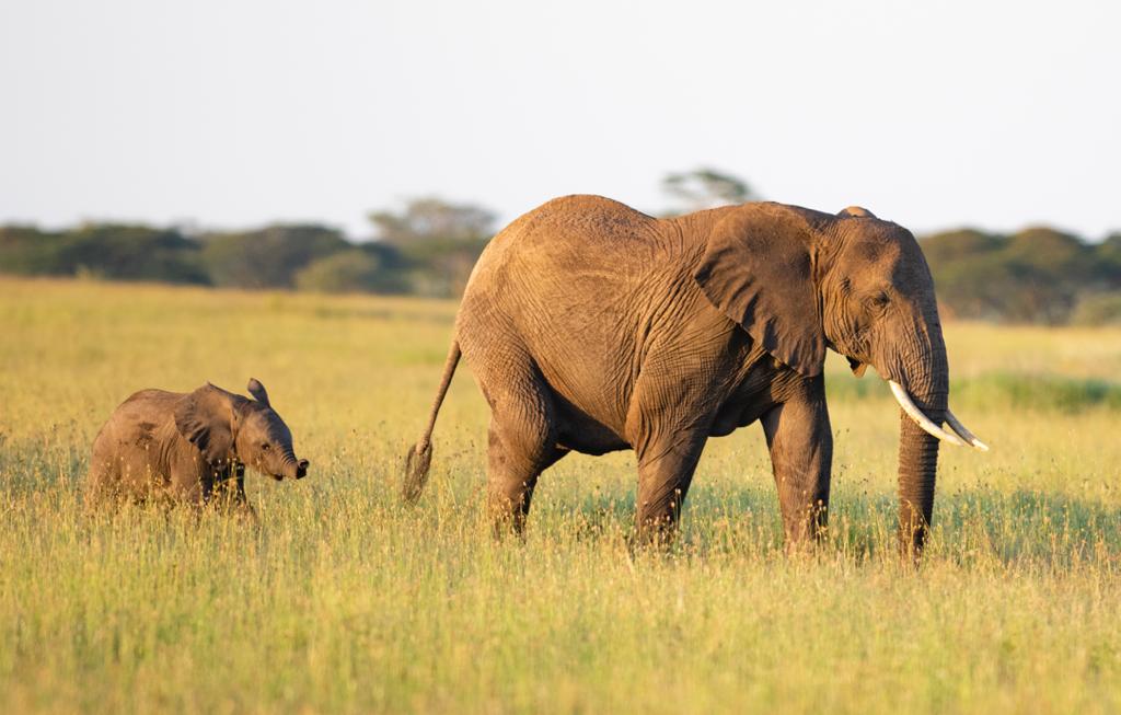 Tarangire National Park