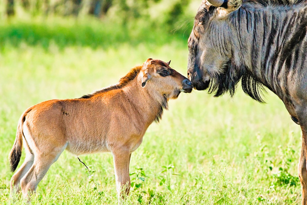 wildebeest Calvin Safaris – Ndutu calving season safari | 2026 & 2027