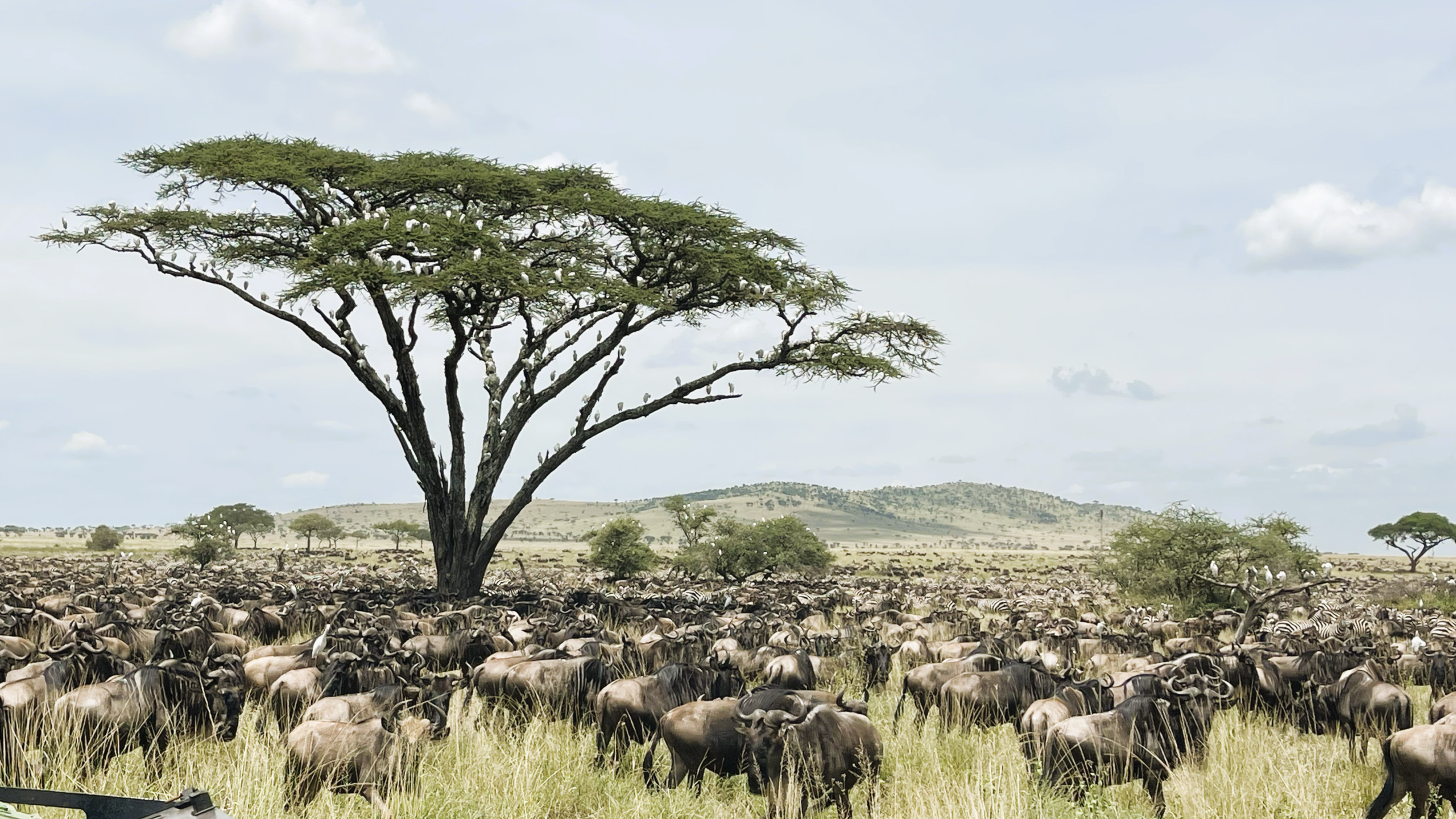 migration safaris | 2026 | 2027