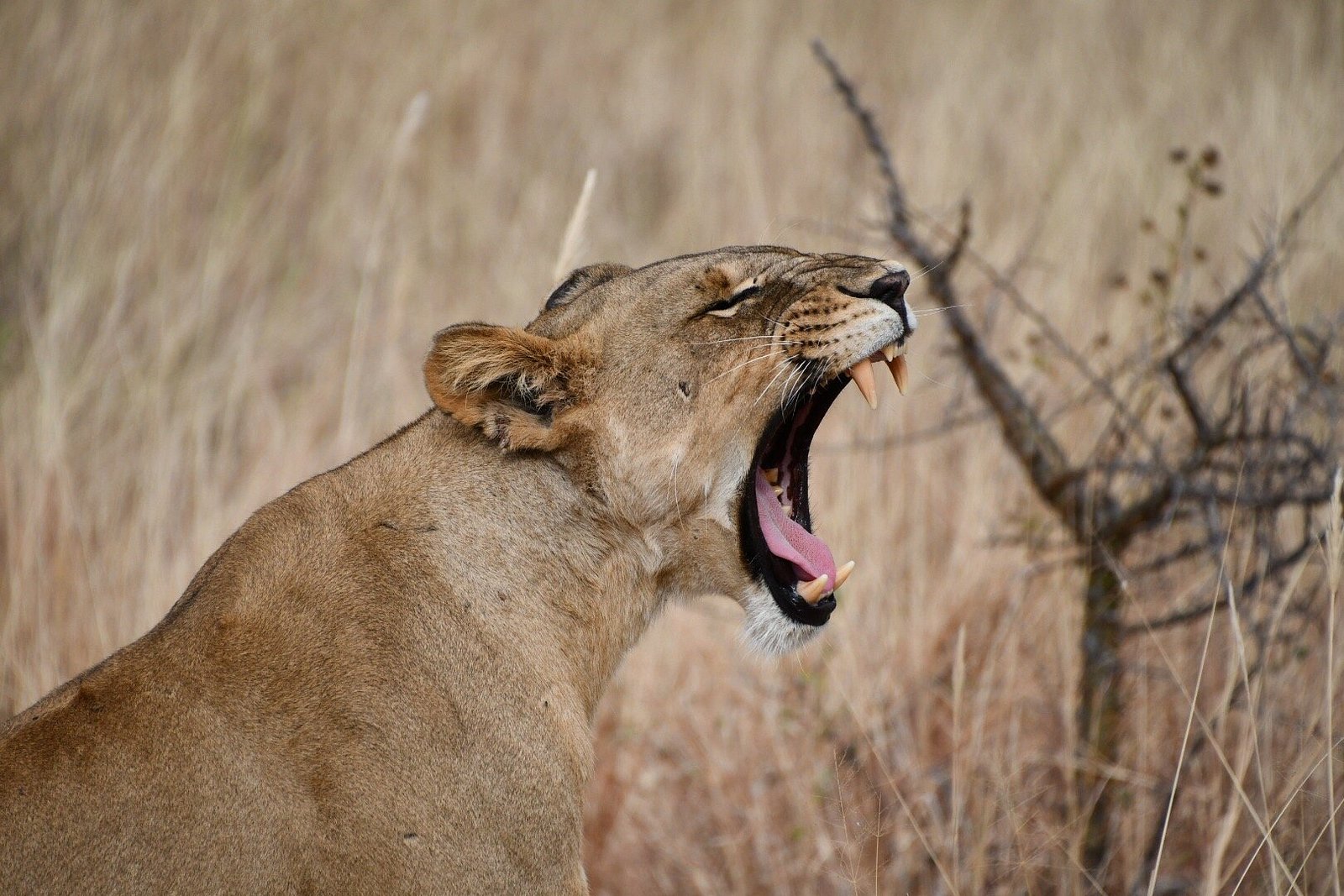 Tanzania Pride Safaris | 2026 & 2027