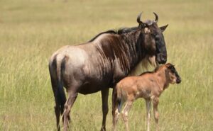 wildebeest Calvin Safaris – Ndutu calving season safari | 2026 & 2027
