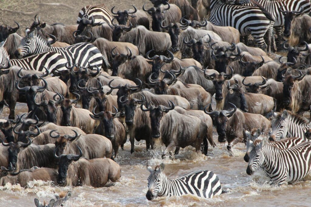Wildebeest-and-zebra-herds-in-Central-Serengeti-during-the-Great-Migration