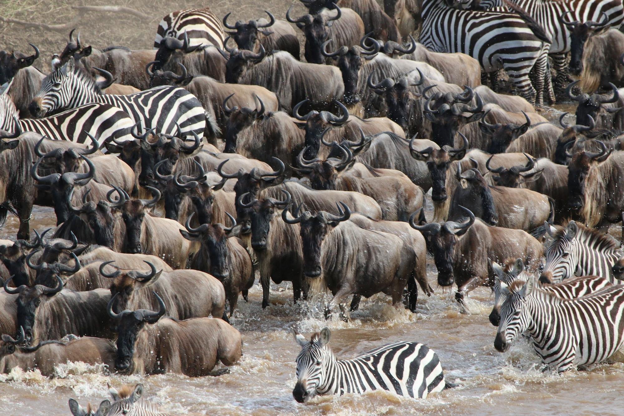 8 Days Wildebeest Migration Safaris | 2026 & 2027