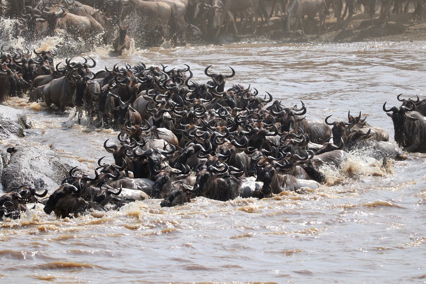 10 Days Mara River Crossing | 2026 & 2027