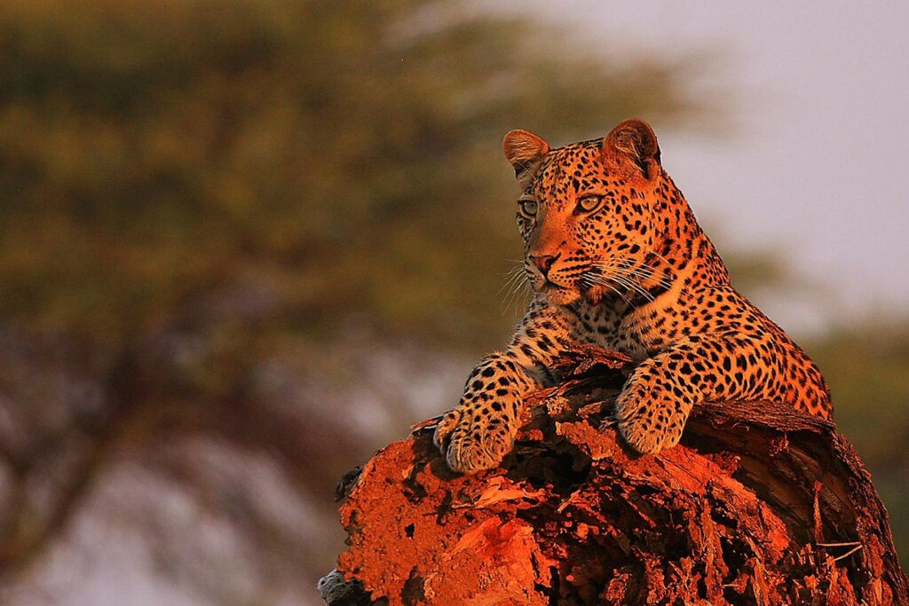 leopard-ruaha-national-park