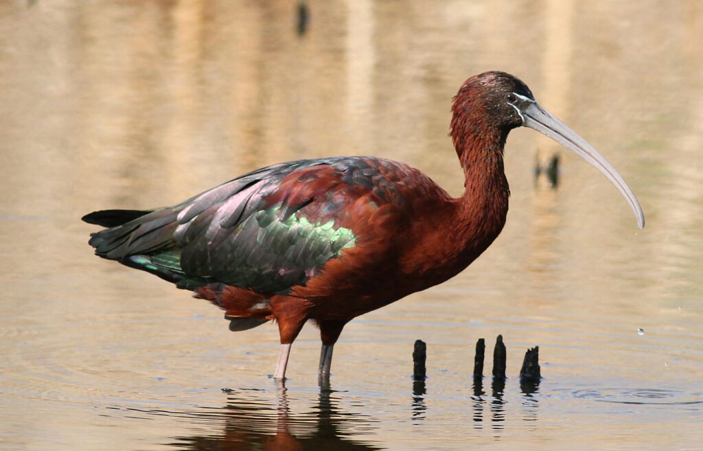 Glossy-Ibis-caught-during-birdwatching-safari