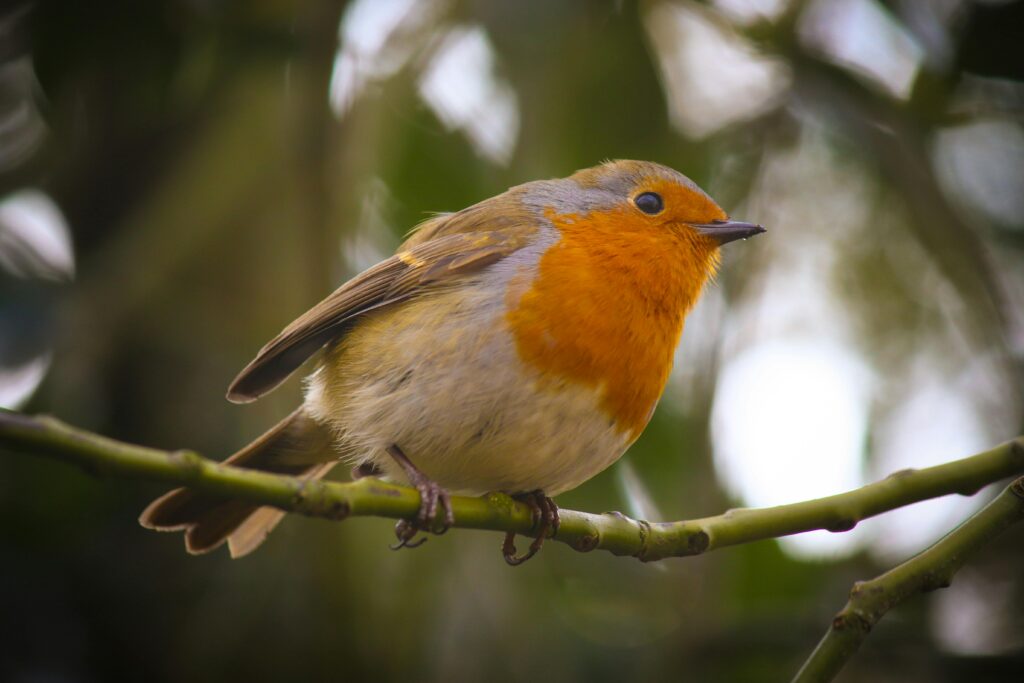 Robin-during-birding-birdwatching-safari