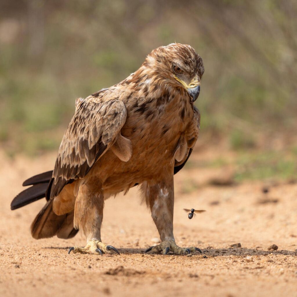 towny-eagle-during-birding-safari-in-africa