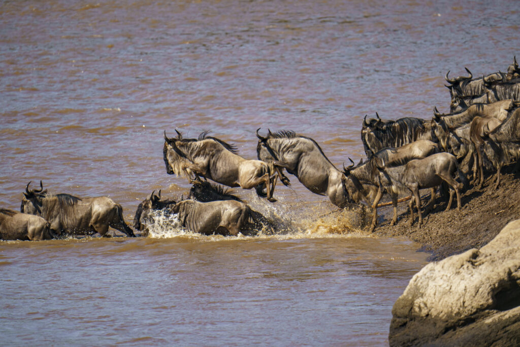 wildebeest-jumping-in-the-mara-river-serengeti