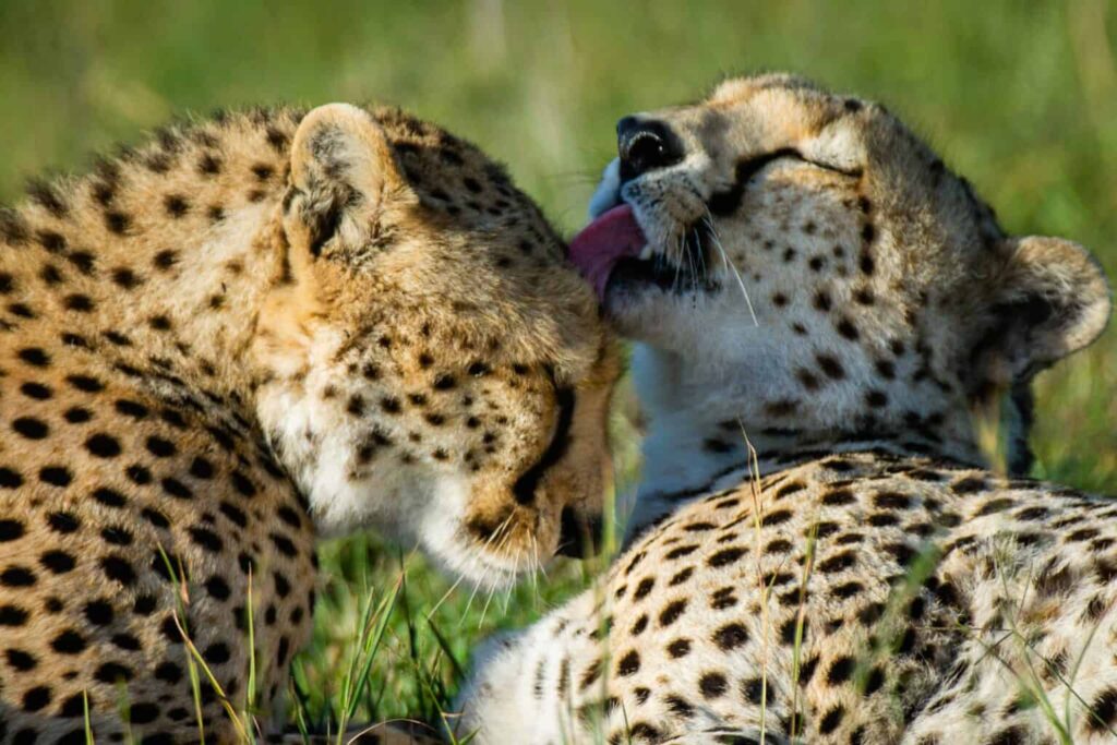 couple-cheetah-in-honey-moon-safari