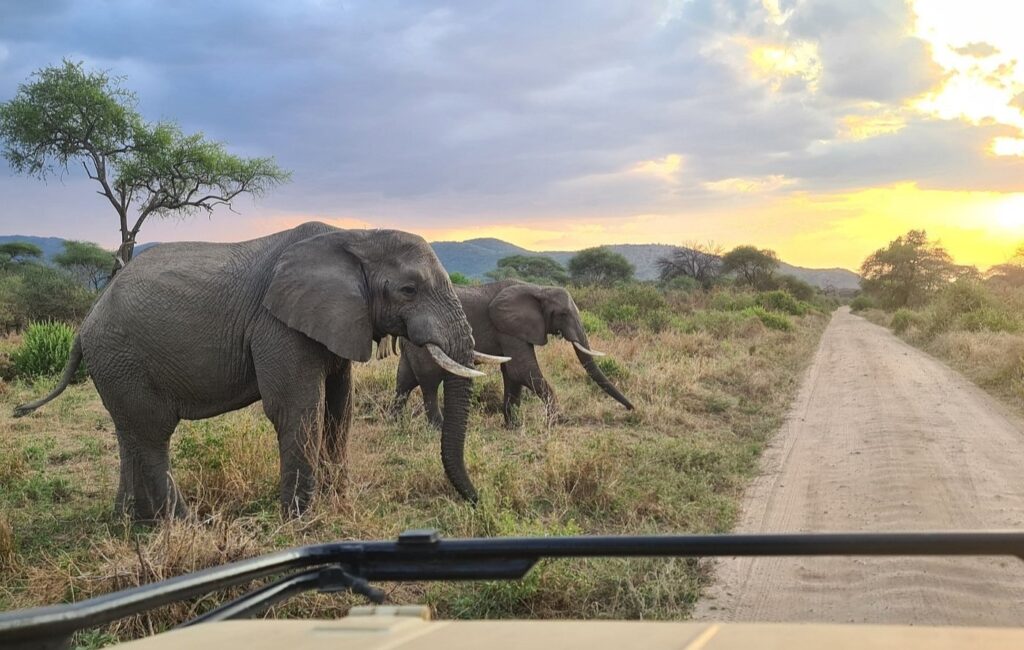 this-elephants-on-honeymoon-safari-in-tarangire