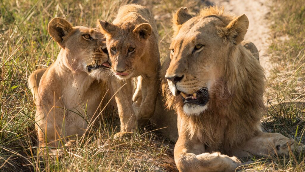 Lions-resting-during-serengeti-wildlife-safari