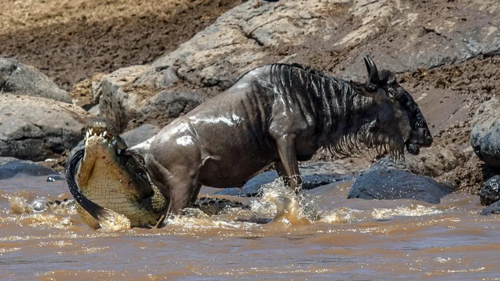 croc-attacks-wildebeest-during-great-migration