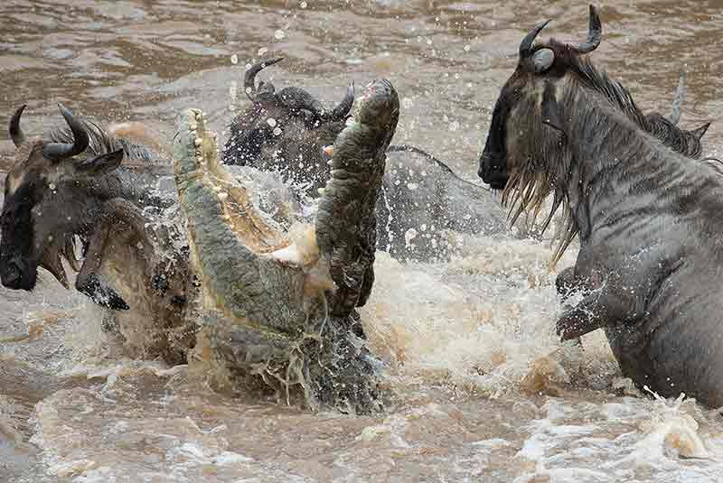 crocodile-attacks-wildebeest-during-mara-river-crossing
