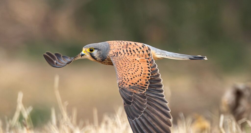 Kestel-bird-caught-flying-on-birdwatching-safari