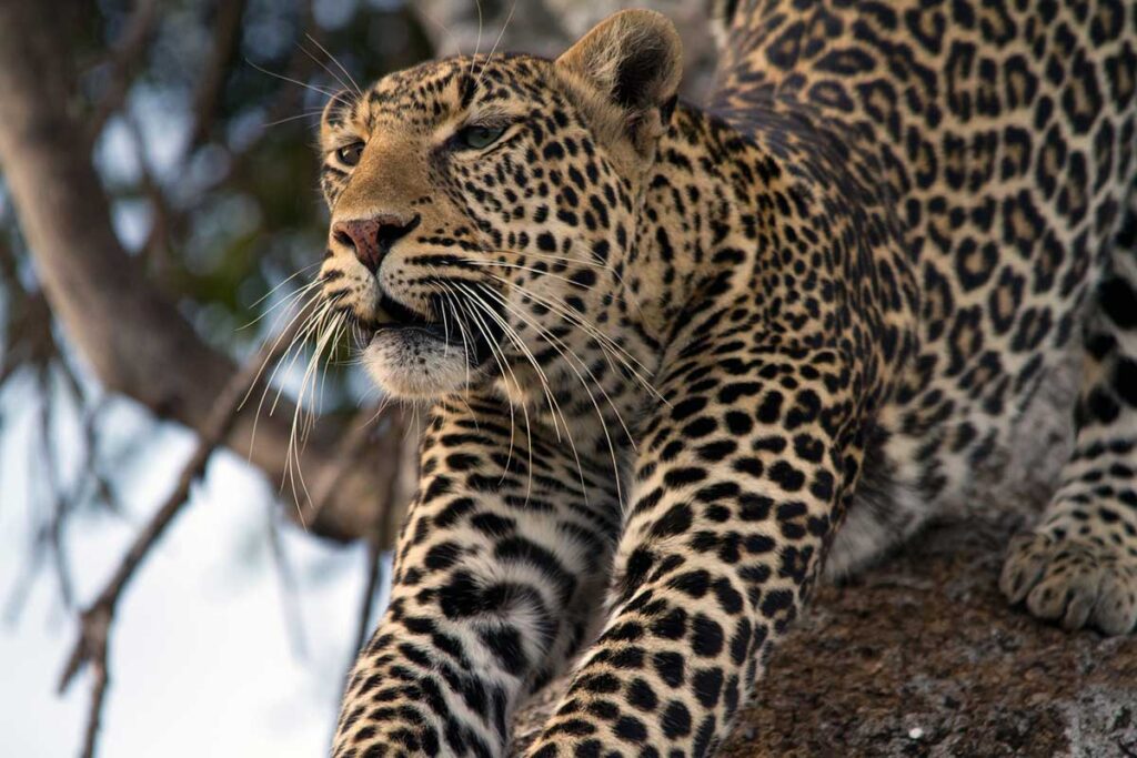 leopard-stretching-on-photography-safari-in-africa