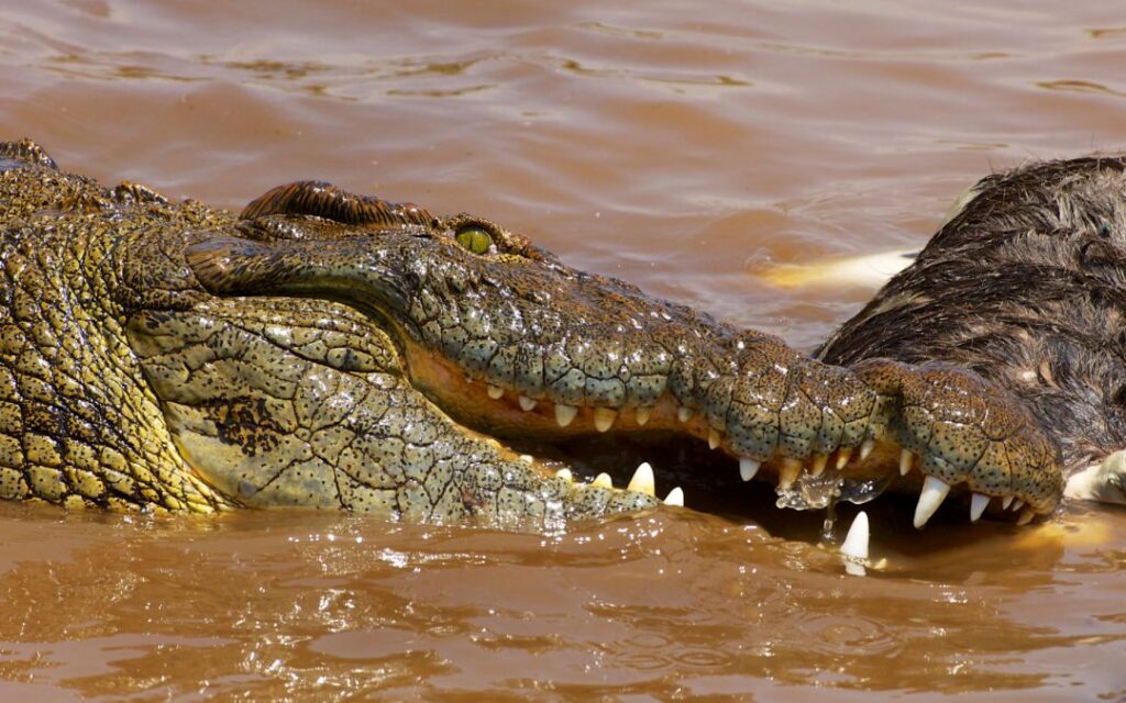 crocodile-eating-wildebeest-Serengeti-safari