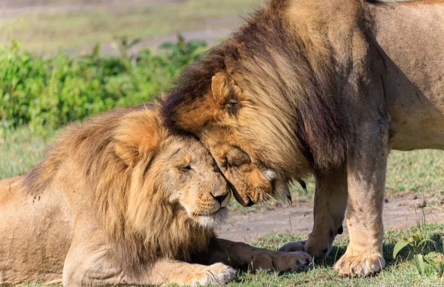 two-male-lions-captured-in-photographic-safari-africa