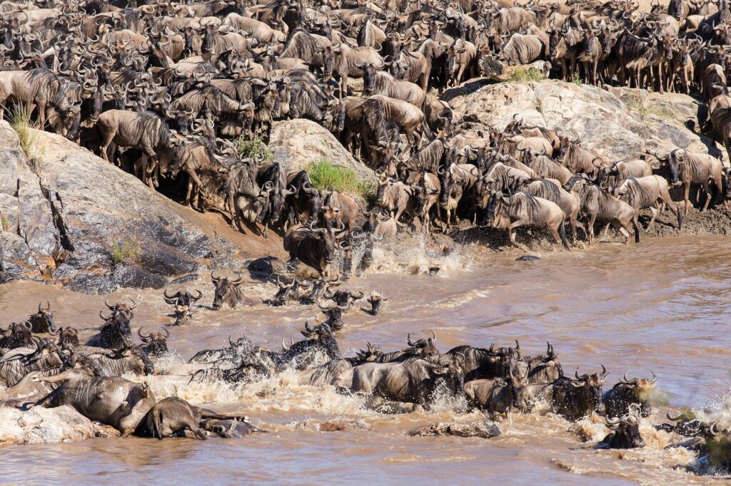 wildebeest-crossing-mara-river-during-migration