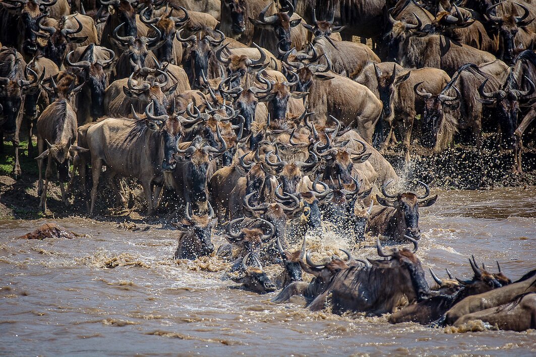 wildebeest-crossing-mara-river