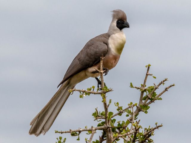 bare-faced-go-away-bird-on-top-0f-the-tree