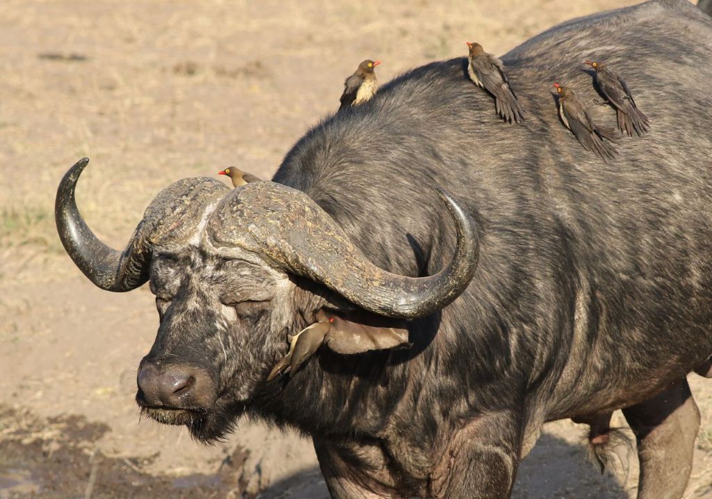 Soul of Tanzania Safari – 8 Days in Serengeti, Ngorongoro & Tarangire