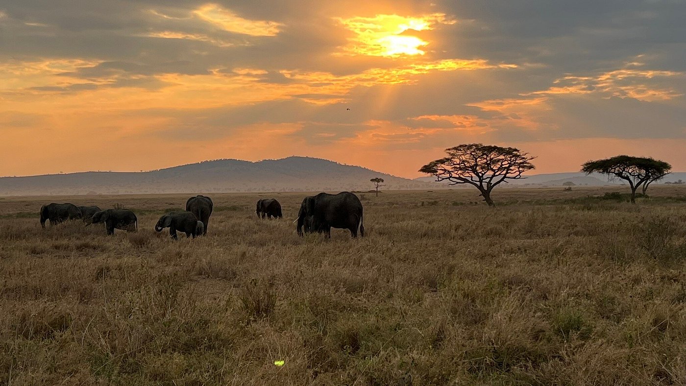 elephant-herd-in-sunset-during-serengeti-safari-experience