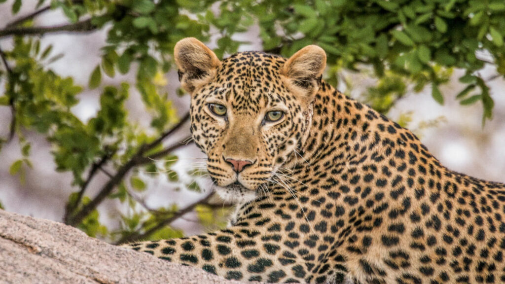 leopard-resting-on-a-tree-during-safari-wildlife-safari