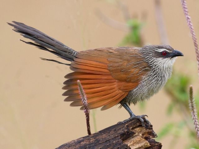 White-browed coucal perched on a tree branch."