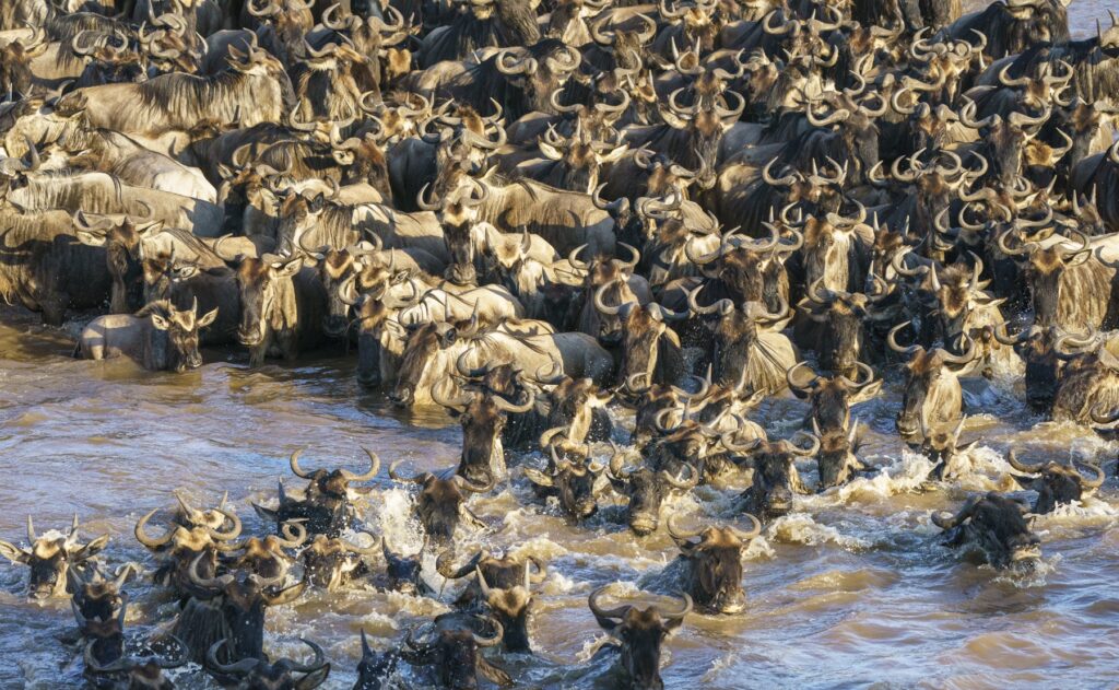 wildebeest-crossing-the-mara-river-serengeti-safari