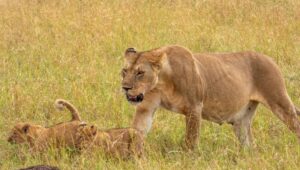7-Day Tanzania Wildlife Safari: Serengeti, Ngorongoro & Tarangire