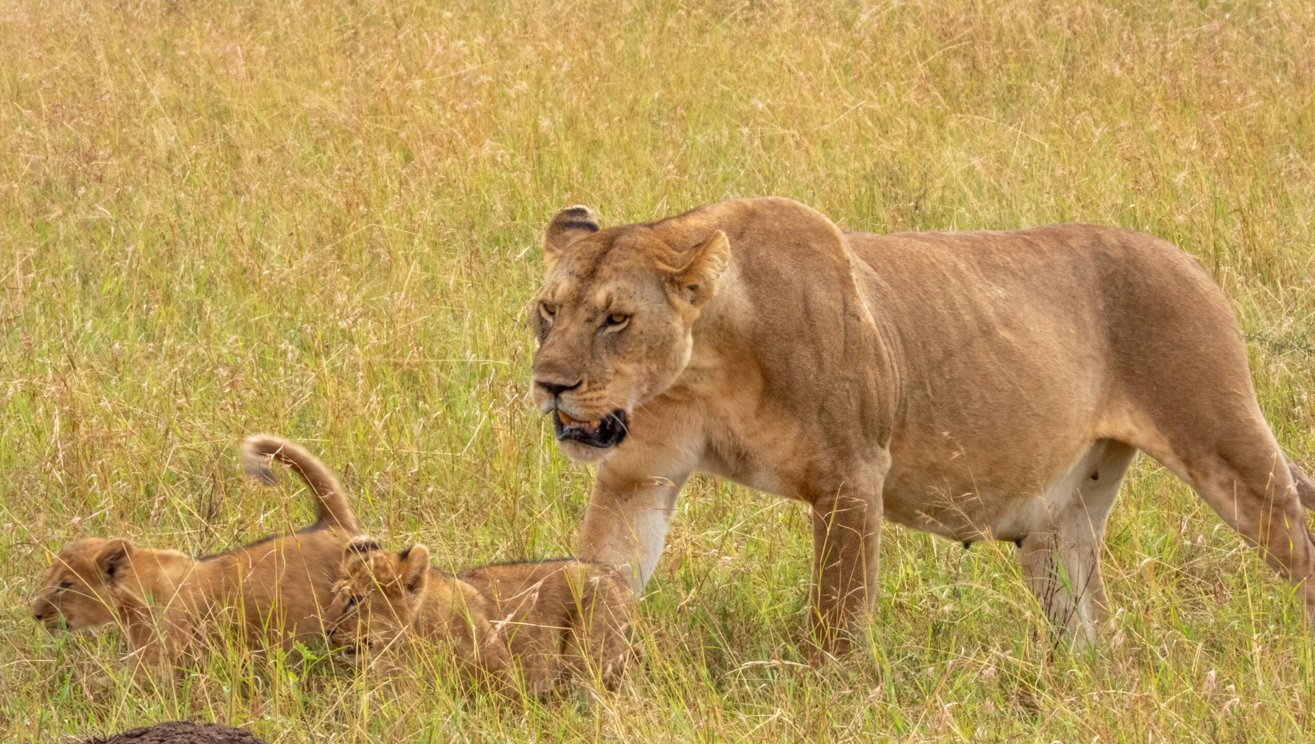 7-Day Tanzania Wildlife Safari: Serengeti, Ngorongoro & Tarangire