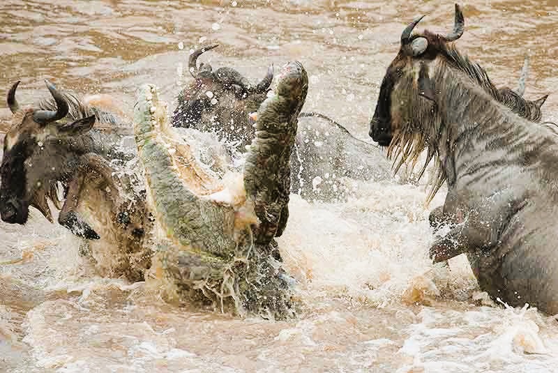 Mara River Crossing Safari Tanzania| 2026 & 2027