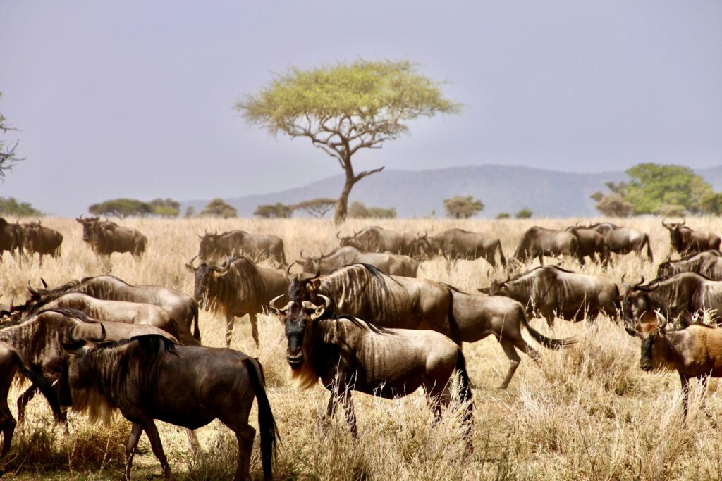 herd-of-wildebeest-during-serengeti-safari