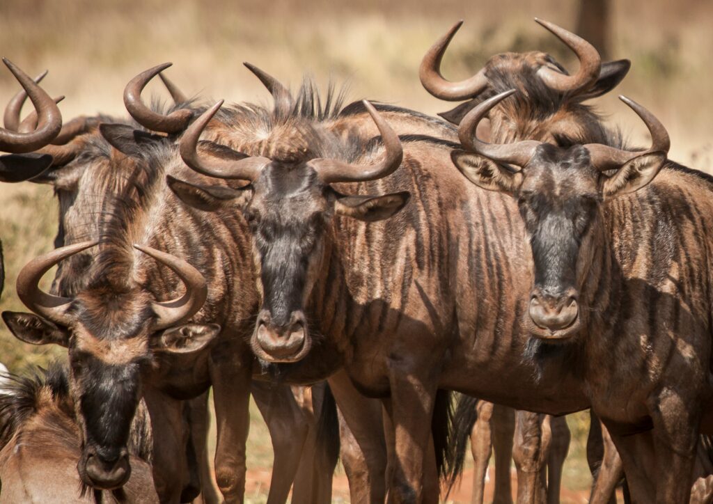 wildebeest-serengeti-Tanzania