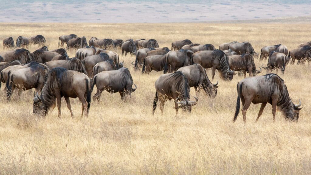 wildebeest-grazing-during-Serengeti-safari