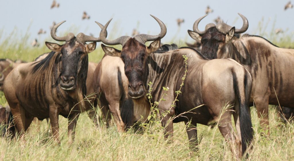 wildebeest-in-serengeti-during-migration-safari