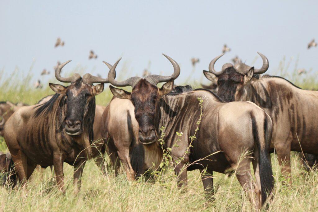 wildebeest-in-Serengeti-during-migration-safari