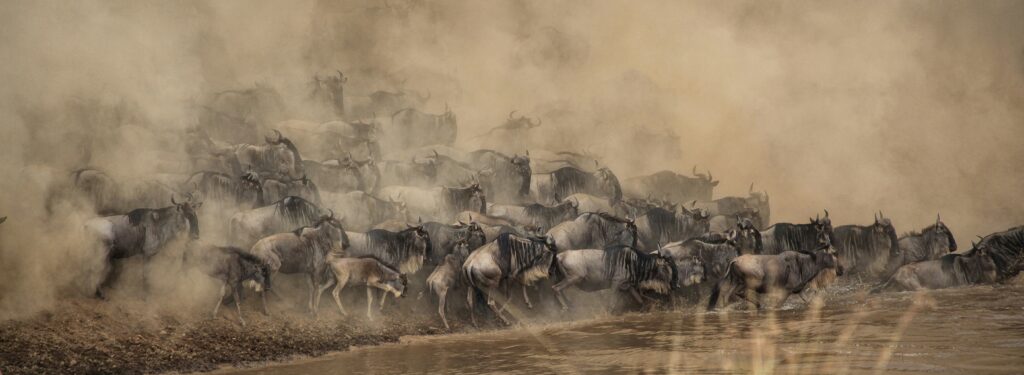 wildebeest-during-migration-Tanzania