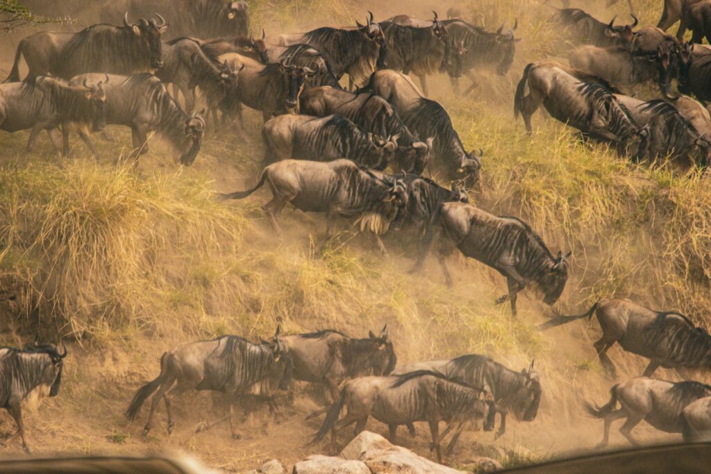 wildebeest-running-during-serengeti-migration-safari